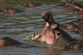 Hippo Mouth Wide Open in Africa Royalty Free Stock Photo