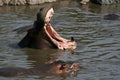 Hippo Mouth Wide Open in Africa Royalty Free Stock Photo