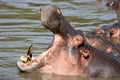 Hippo Mouth Wide Open in Africa Royalty Free Stock Photo