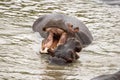 Hippo with mouth wide open and baby Royalty Free Stock Photo