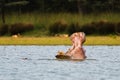 Hippo mouth wide open Royalty Free Stock Photo