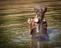 Hippo Mouth Wide Open in Lake Royalty Free Stock Photo