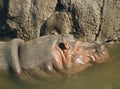 Hippo in muddy water Royalty Free Stock Photo