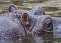 Hippo in a murky green water