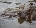 Hippo in a murky green water