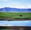 Hippo in ngoro ngoro crater