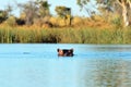 Hippo in the Okavango delta, Botswana Royalty Free Stock Photo