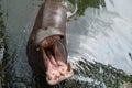 Hippo open big mouth in water