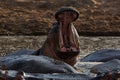 Hippo with open mouth Royalty Free Stock Photo