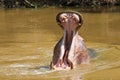 Hippo with open mouth in Katavi National Park Royalty Free Stock Photo