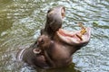 The hippo open mouth in river