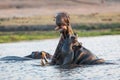 Hippo open mouth in water