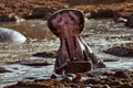 Hippo with open mouth Royalty Free Stock Photo