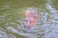 Hippo with open muzzle in the water.Hippopotamus or hippo Royalty Free Stock Photo