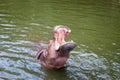 Hippo with open muzzle in the water.Hippopotamus or hippo Royalty Free Stock Photo