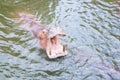 Hippo with open muzzle in the water.Hippopotamus or hippo Royalty Free Stock Photo