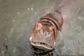 Hippo with open muzzle in the water.Hippopotamus or hippo, is a large, mostly herbivorous Royalty Free Stock Photo