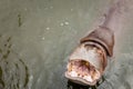 Hippo with open muzzle in the water.Hippopotamus or hippo, is a large, mostly herbivorous Royalty Free Stock Photo