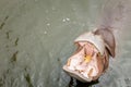 Hippo with open muzzle in the water.Hippopotamus or hippo, is a large, mostly herbivorous Royalty Free Stock Photo