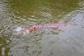 Hippo with open muzzle in the water.Hippopotamus or hippo, is a large, mostly herbivorous Royalty Free Stock Photo