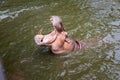 Hippo with open muzzle in the water.Hippopotamus or hippo, is a large, mostly herbivorous Royalty Free Stock Photo