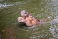 Hippo with open muzzle in the water.Hippopotamus or hippo, is a large, mostly herbivorous Royalty Free Stock Photo