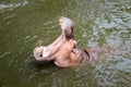 Hippo with open muzzle in the water.Hippopotamus or hippo, is a large, mostly herbivorous Royalty Free Stock Photo