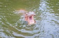 Hippo with open muzzle in the water.Hippopotamus or hippo Royalty Free Stock Photo
