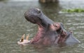 Hippo opening his mouth at Lake Naivasha