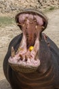 Hippo eating apple. Head closeup in wildlife. Royalty Free Stock Photo