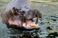 Hippo opening jaws. Head closeup. Royalty Free Stock Photo