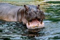 Hippo opening jaws. Head closeup. Royalty Free Stock Photo