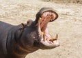 Hippo opening jaws. Head closeup in wildlife. Royalty Free Stock Photo