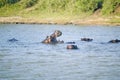 Hippo opening mouth in a sequence of shots in the Greater St. Lucia Wetland Park World Heritage Site, St. Lucia, South Africa Royalty Free Stock Photo