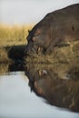 A hippo out of the water. Royalty Free Stock Photo