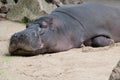 Hippo laying sleepy on sand