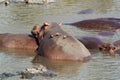 Hippo with oxpecker bird Royalty Free Stock Photo