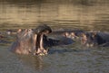 Hippo pod resting in water with one hippo yawning in afternoon in Masai Mara Kenya Royalty Free Stock Photo