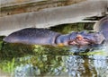 A hippo enjoying water in a hot summer Royalty Free Stock Photo