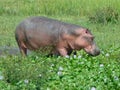 a hippo in a pond at summer