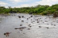 Hippo pool