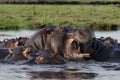 Hippo pool , Chobe River Royalty Free Stock Photo