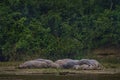 Hippo pool in the dark forest, Yshasha river, Congo near the Uganda border. Africa morning landscape with forest. Africa wildlife
