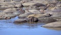 Hippo pool in the day Royalty Free Stock Photo