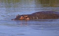 Hippo pool in the day Royalty Free Stock Photo