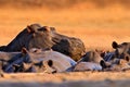 Hippo pool fight. Hippo with open muzzle in the water. African Hippopotamus, Hippopotamus amphibius capensis, with evening sun,