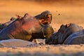 Hippo pool fight. Hippo with open muzzle in the water. African Hippopotamus, Hippopotamus amphibius capensis, with evening sun,