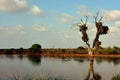 A hippo pool in the Kruger Park Royalty Free Stock Photo