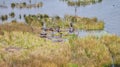 Hippo pool with a lot of animals in the Okavango Delta, Botswana