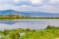 Hippo Pool in the Ngorongoro crater National Park. Safari Tours in Savannah of Africa. Beautiful wildlife in Tanzania, Africa Royalty Free Stock Photo